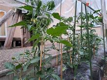 小さな菜園2025-2【5/28～617】
