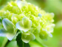岐阜県関市の21世紀の森公園の紫陽花