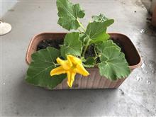 ♪おはです