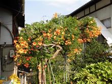 麻里布川の四季(その９６ ノウゼンカズラの開花)