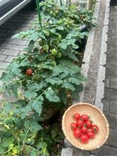 ミニトマト　今季初収穫