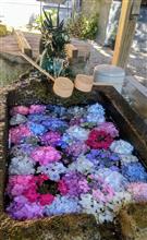紫陽花寺
