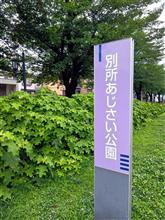 今年の紫陽花は終わりですね！