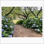 紫陽花