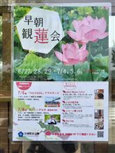 万博記念公園・早朝観蓮会に行ってきました♪