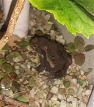 最近、家に住み着いているカエル🐸