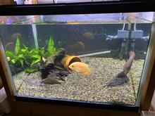 ピクタスキャットとフラワートーマンの体調不良