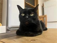 おすわり！