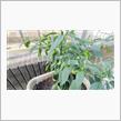 Sweet Green Pepper
