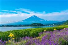 朝富士