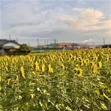 ひまわりの向こうの富士山を少しだけ🌻