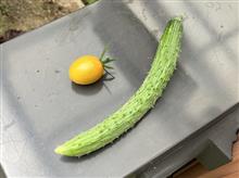 キュウリだけじゃなかった