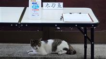 灼熱のタチウオ艦隊戦 灼熱のタチウオ艦隊戦