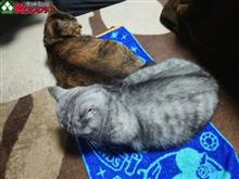 私達だけ『ピ～～』　私→猫？　猫→私？　関係ない？？？