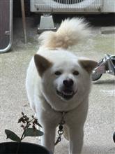 ヤンマーと打合せ　追肥