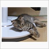 パン屋の尾根遺産と、ネコ談義。