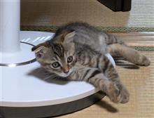 パン屋の尾根遺産と、ネコ談義。