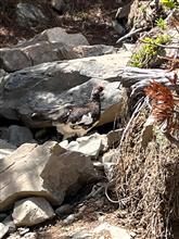 夏休み第一弾？　仙丈ヶ岳登山