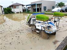 田圃の水面にアオカビが・・・。