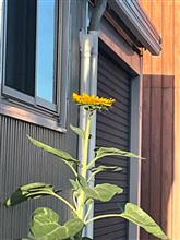 ウチのひまわり
