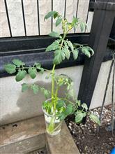 自産自消…トマト🍅の脇芽栽培チャレンジ