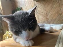 暑すぎや(；&#180;Д｀)　作業不向き