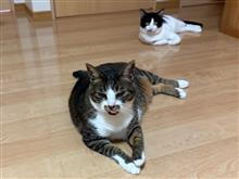 2連休、お出かけ無し(•ᴗ•; )