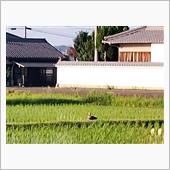 自然栽培の勧め