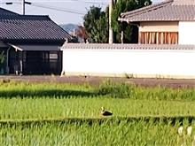 自然栽培の勧め
