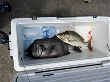 250712 石鯛釣り 遂にロクマルゲット 250712 石鯛釣り 遂にロクマルゲット