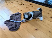 シーズー 生後8週間で 引き取って来ました。