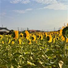 ひまわりの向こうの富士山を追いましたが・・・今シーズンは残念ながら🌻