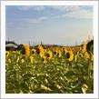 ひまわりの向こうの富士山を追いましたが・・・今シーズンは残念ながら🌻
