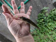 いつの間にか夏になり…
