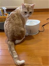 【ぬこのすばる】ネコの下部尿路健康維持に
