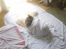 今日も暑い日が続く･･･いい加減冬に戻れよ！