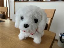 巷で噂のＡＩロボット犬