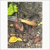 ドリアンの発芽
