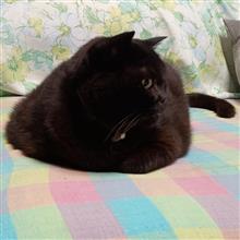 おにぎり仕様