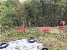 [農家（刈）]　４日目朝　西側斜面に沿ってさらに南へ笹・葛・筍を刈り取り