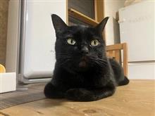 なんとかなるだろう慣れですよ慣れ(^◇^;)