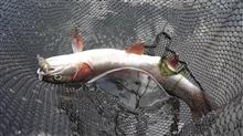 木金の釣り。