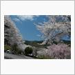 【桜花爛漫】 3年ぶりの桜クエスト (愛車撮影)