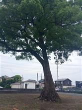 でっかい木。
