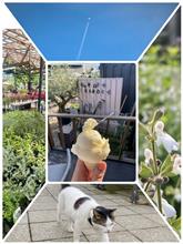 「真夏の園芸店と、はじめましての看板猫」 