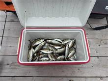 夏恒例　アジ釣りに行ってきました！