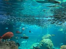 新江ノ島水族館から湯河原温泉へ♨️（2025/7/19-20）
