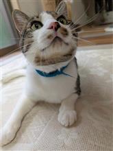 ぺろぺろ