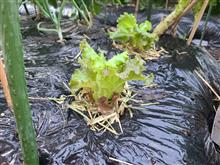 小さな菜園2025-7【7/9～7/10】収穫&amp;レタス第２弾植え付け