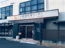 ツルマル(コーギー犬)再診察